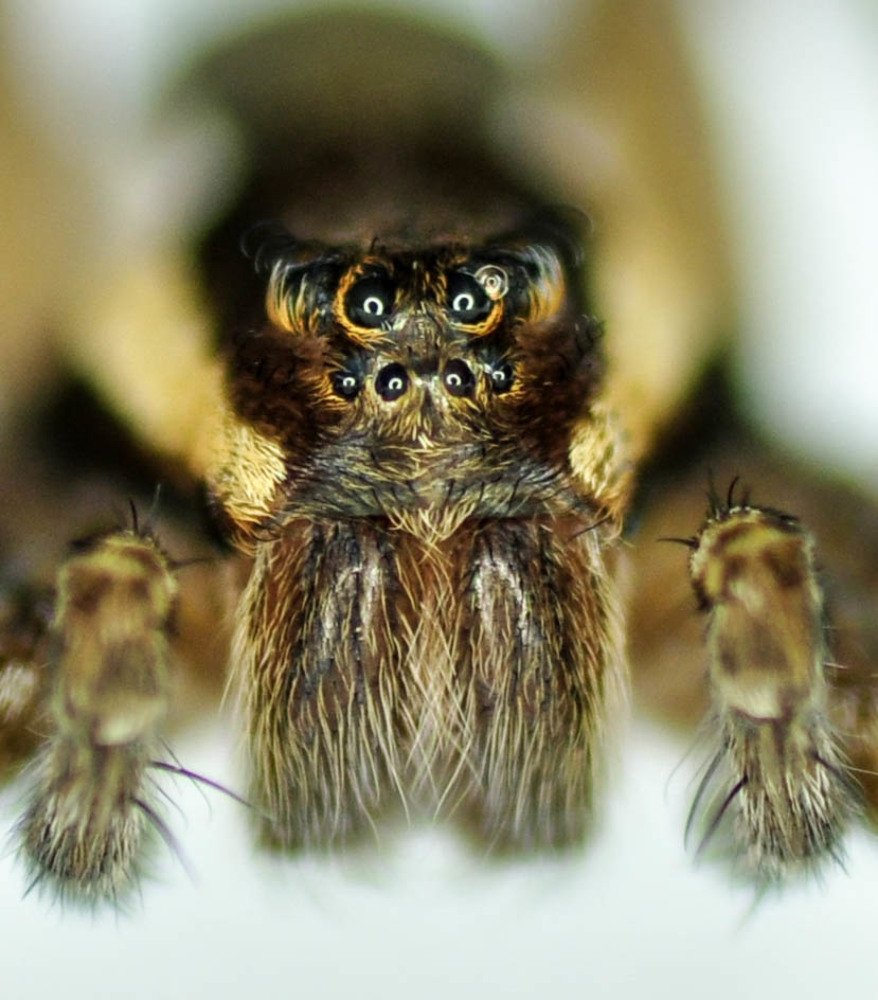 Зимний паук