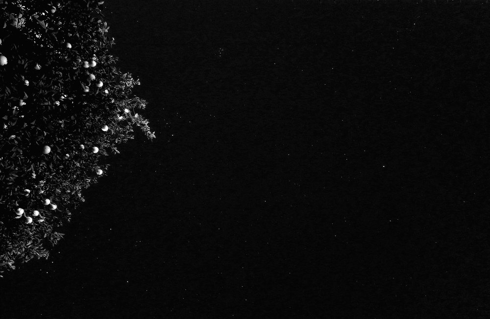 Noche de naranjo