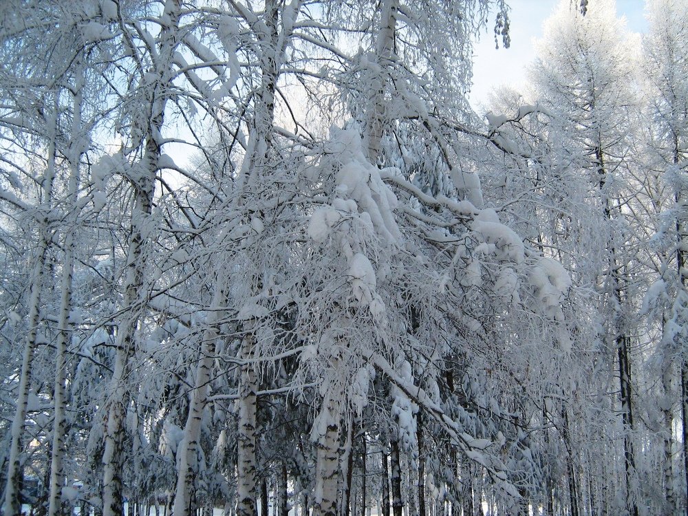 Photo #4126895