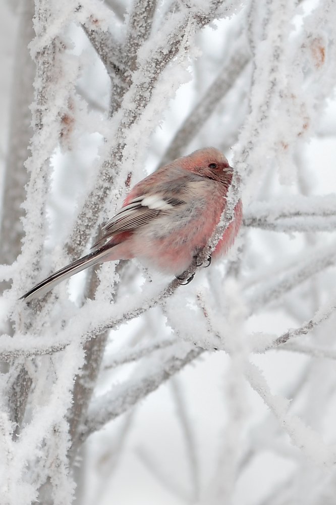 Урагус самец.