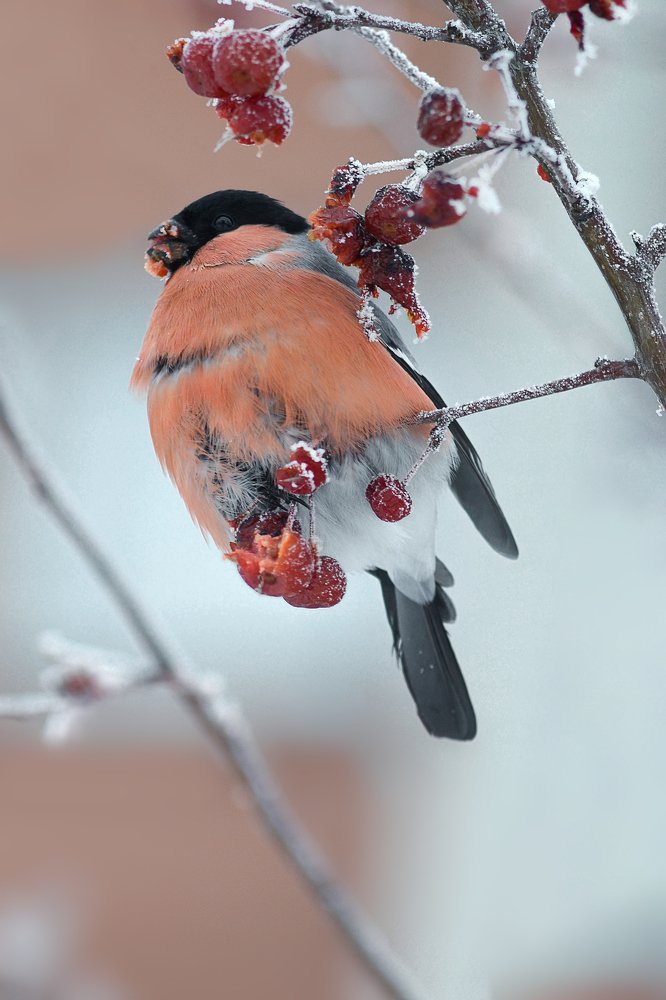 Трапеза снегиря