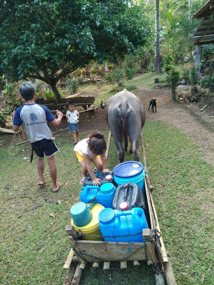 Carabao sledge