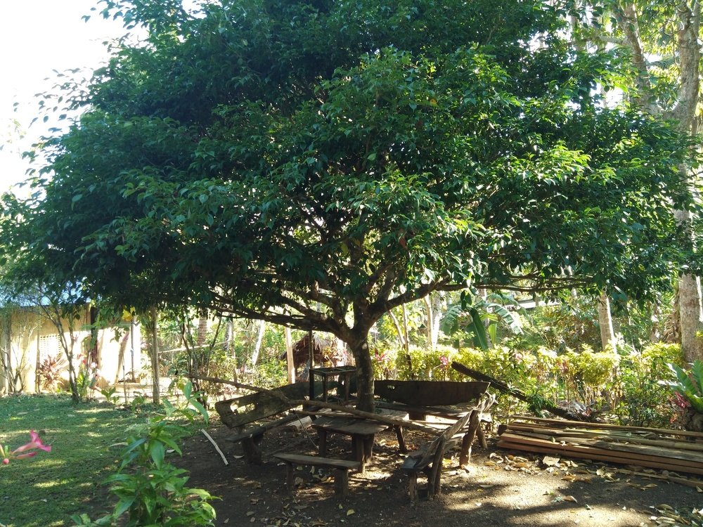 Shade under a tree