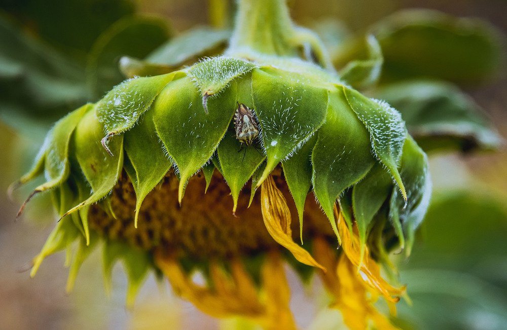 Photograph by Юлия Ковальчук