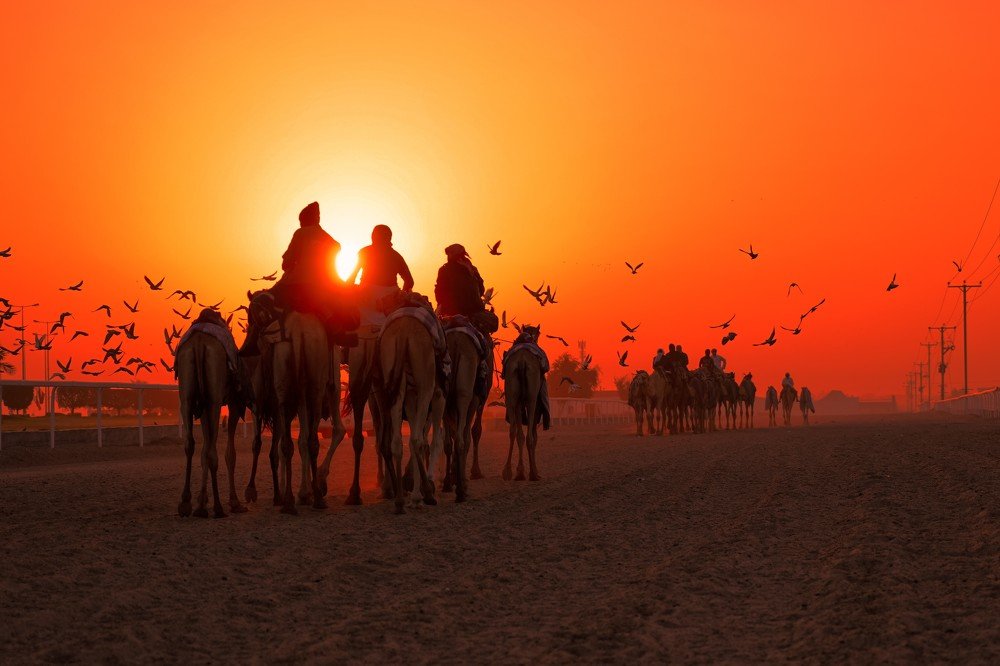 Camel racing track