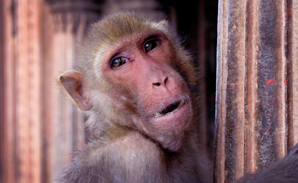 Portrait of Monkey