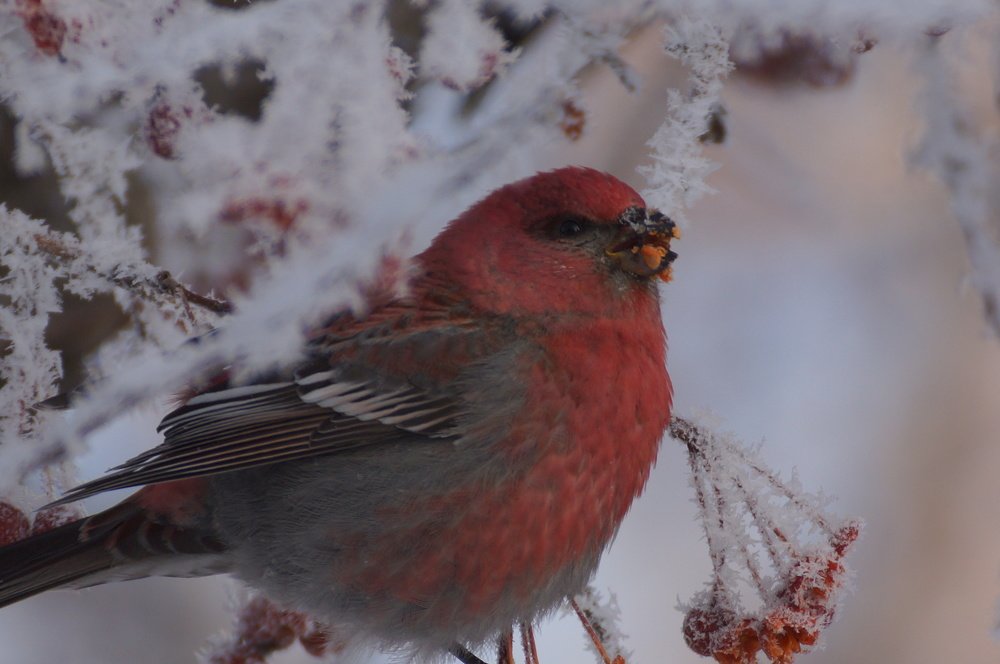 Photograph by Алексей Миронов
