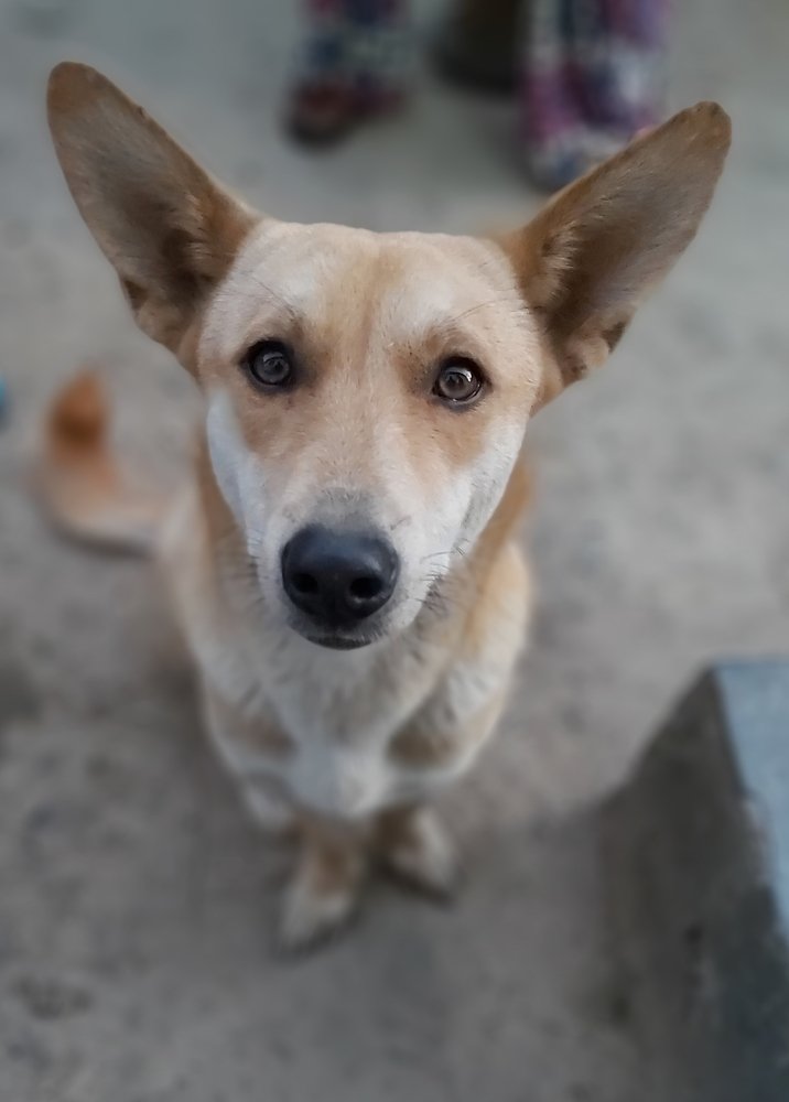 Photogenic doggy