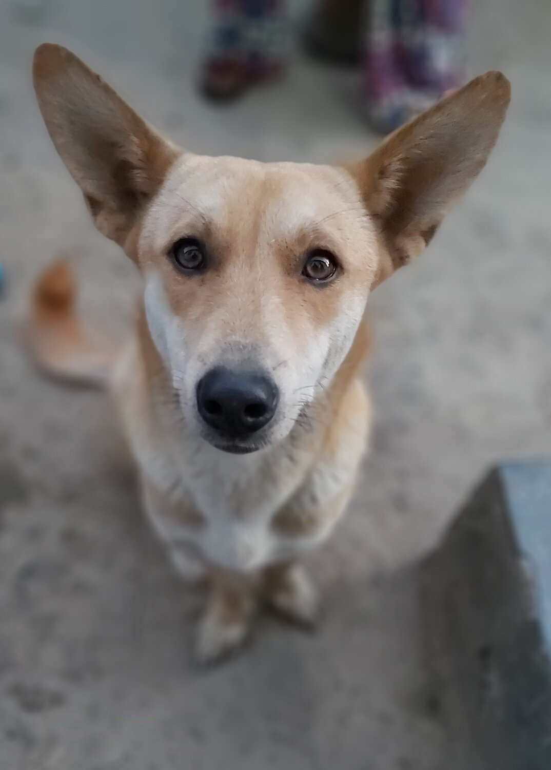 Photogenic doggy