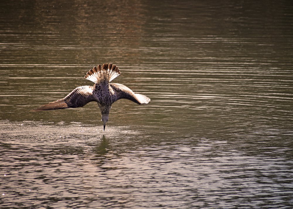 Photograph by George Sorin