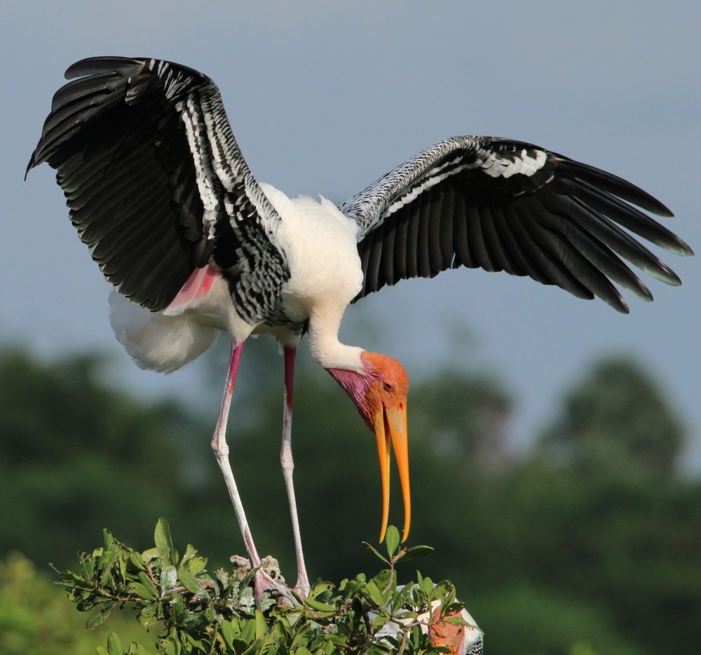 Photograph by Lokesh B