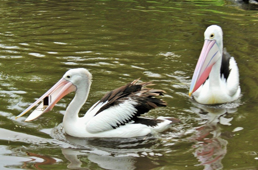 Photograph by Людмила Кноке