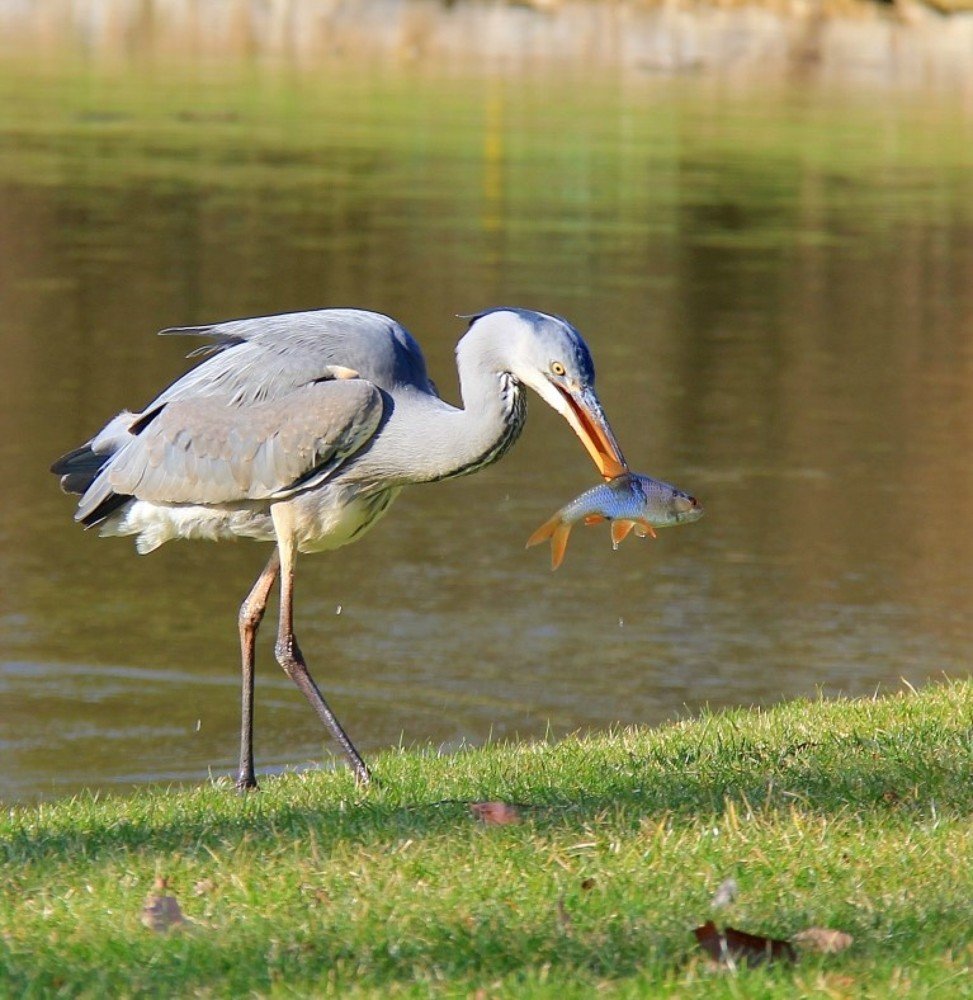 Photograph by Людмила Кноке