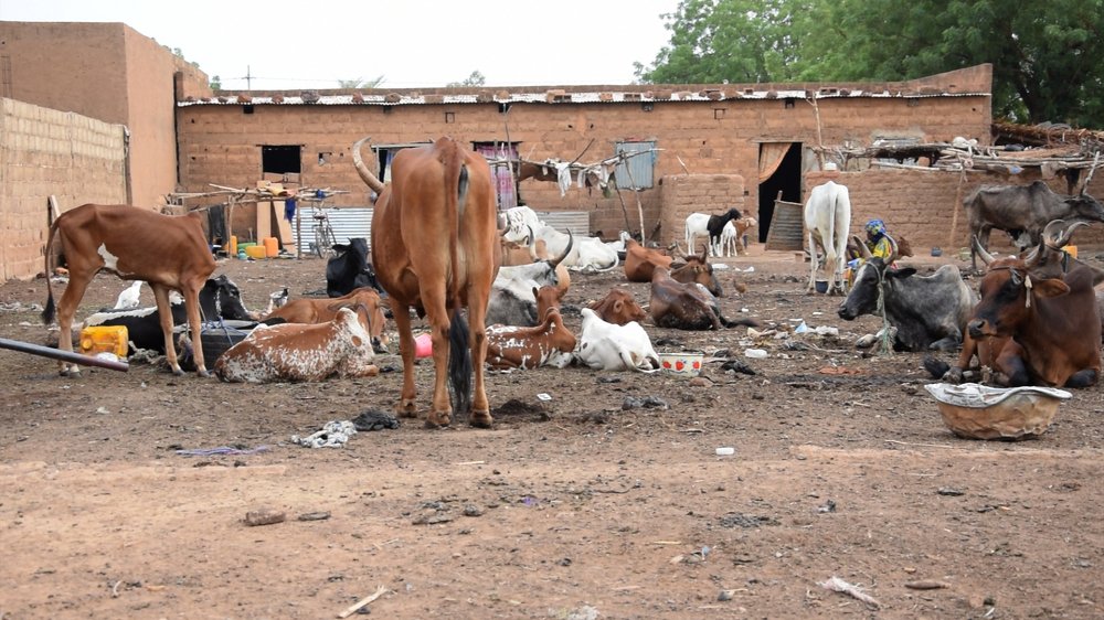 Elevage chez les peulh