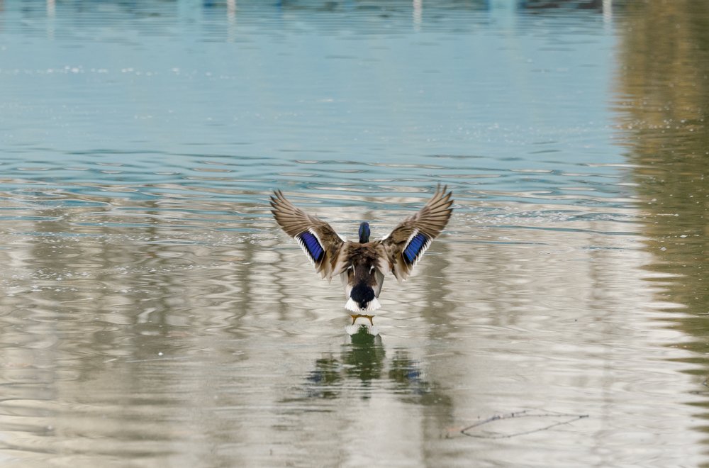 Photograph by Рузаев Дмитрий