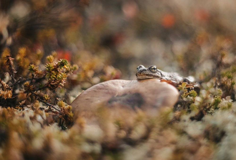 Photograph by Елена Абрамова