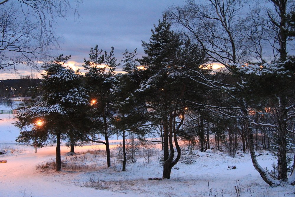 Танцующие ели