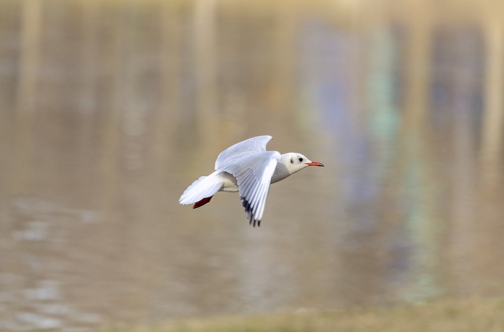 Photograph by Рузаев Дмитрий