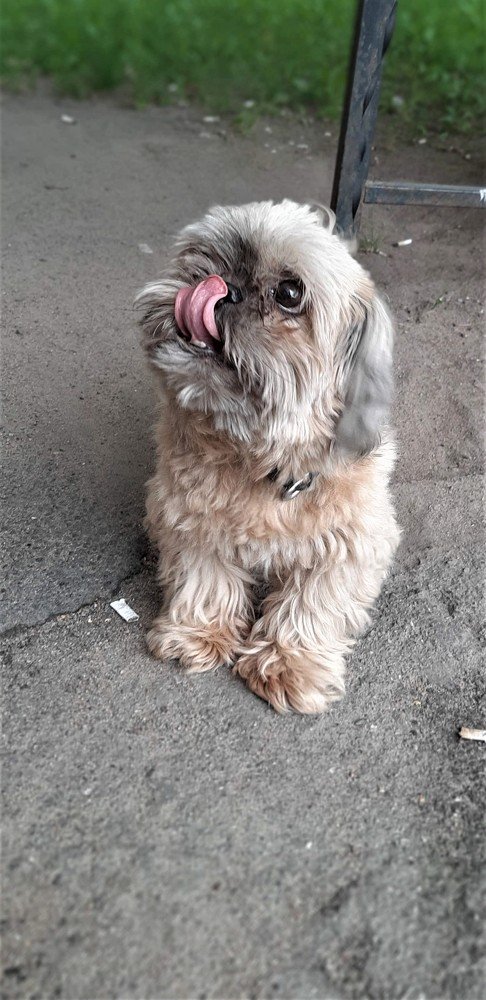 Маленький друг