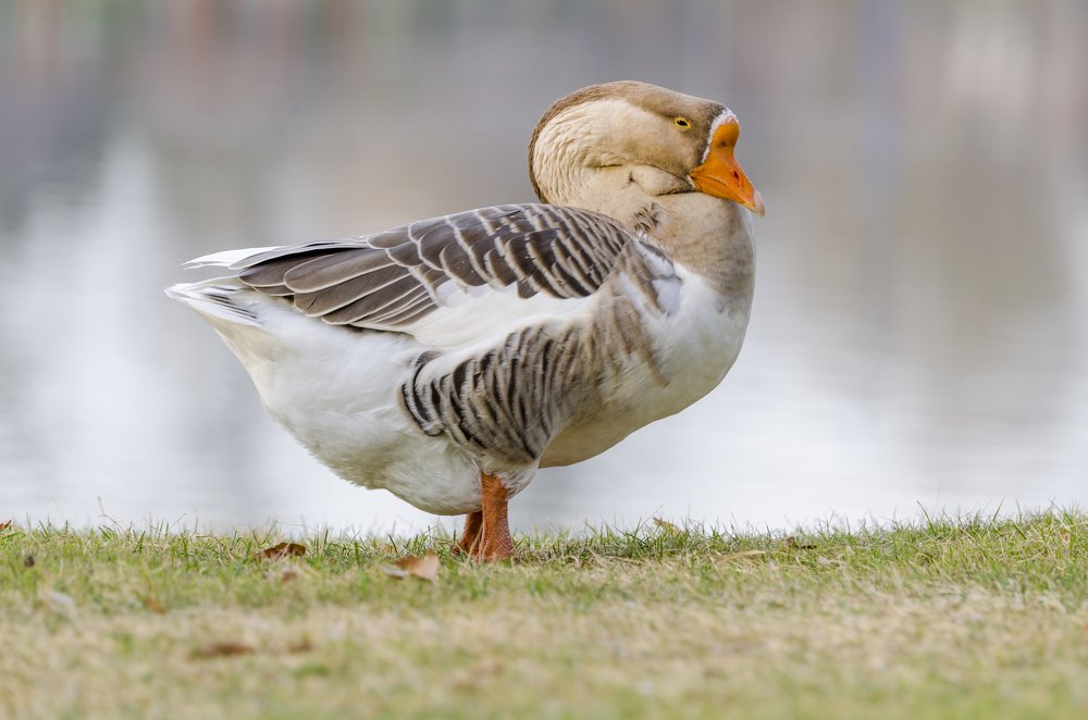 Photograph by Рузаев Дмитрий