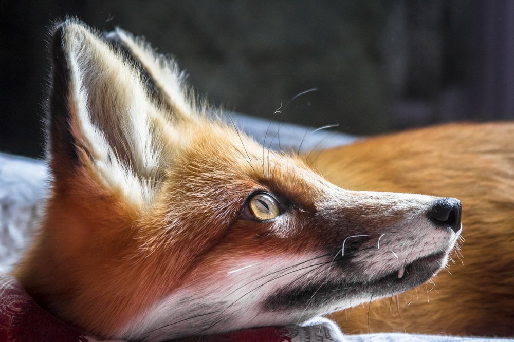 Photograph by Константин Ложеницын