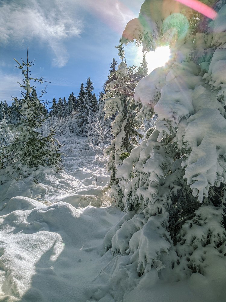 Wild, cold and sunny