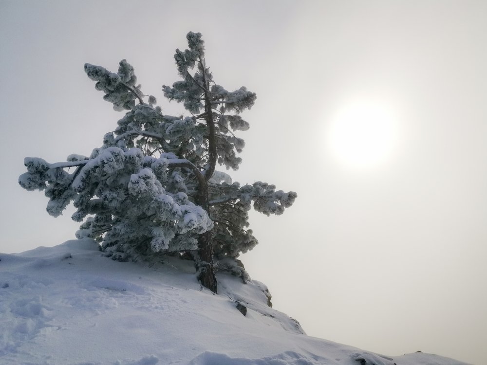 Мороз и солнце