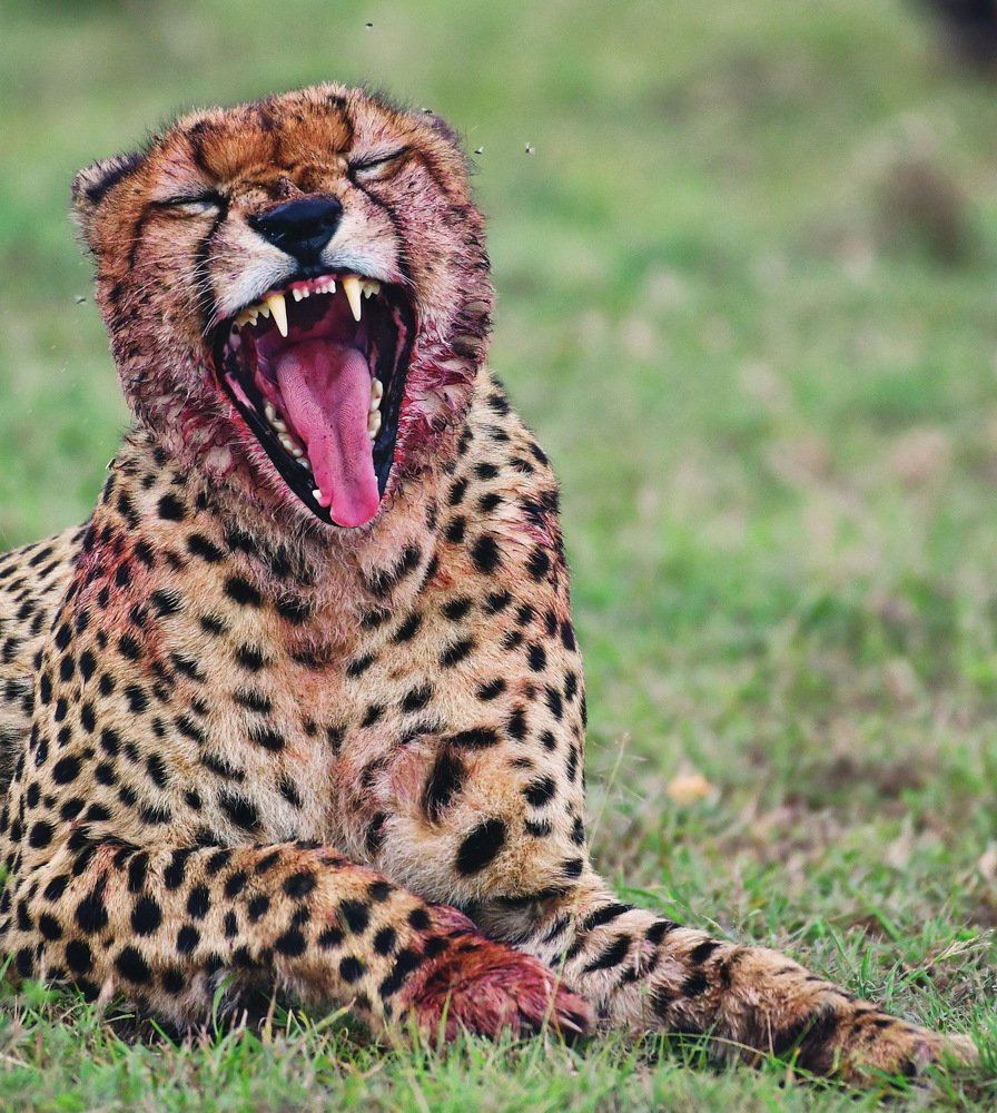 cheetah - masai mara