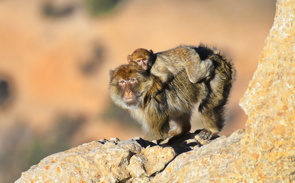 Photograph by Rabie Atlas