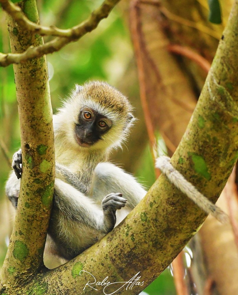 Photograph by Rabie Atlas