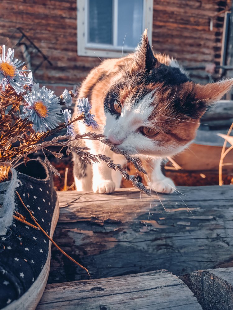 Photograph by Ирина Лузянина