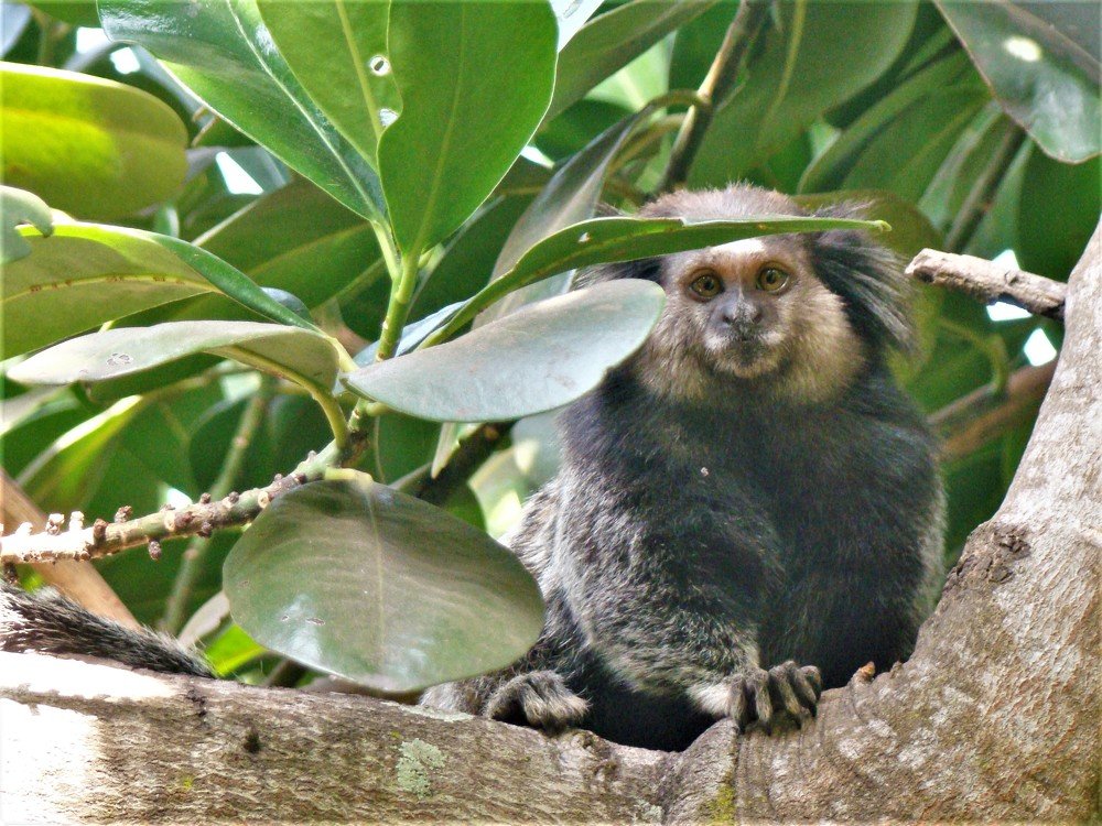 Фотография автора OSMIR ZANETTE