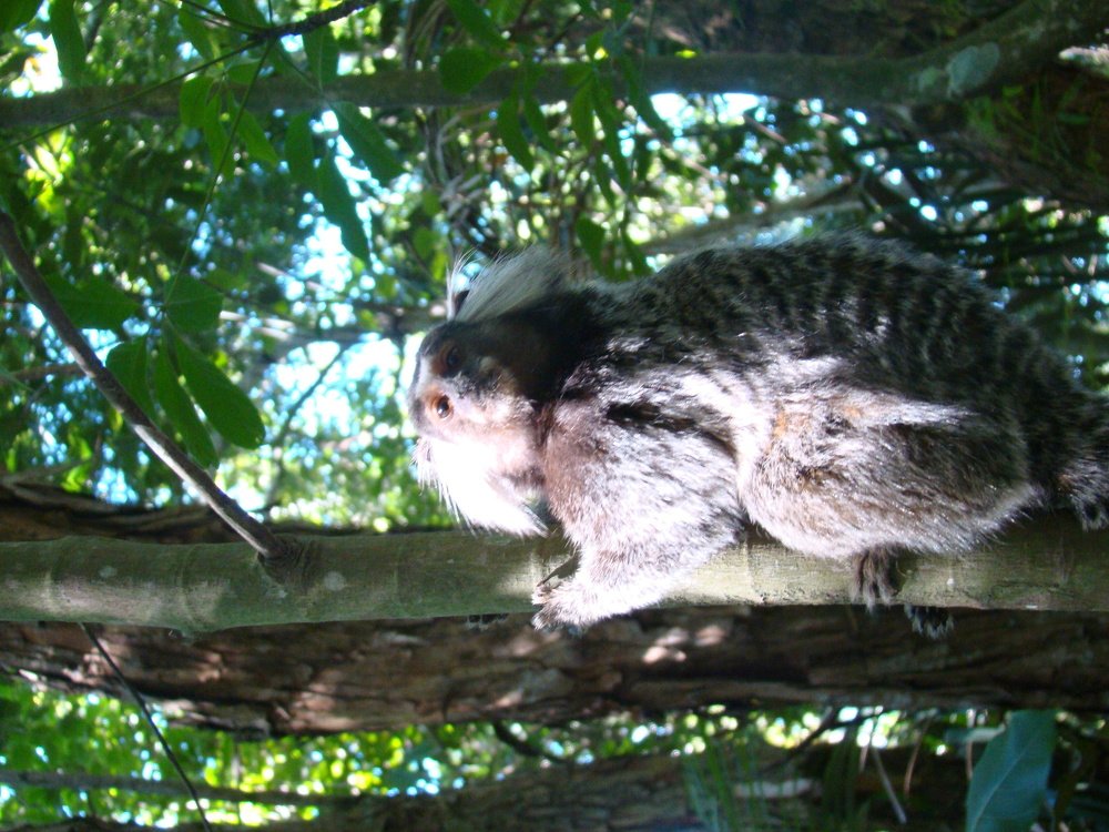 Фотография автора OSMIR ZANETTE