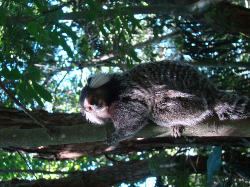 Фотография автора OSMIR ZANETTE