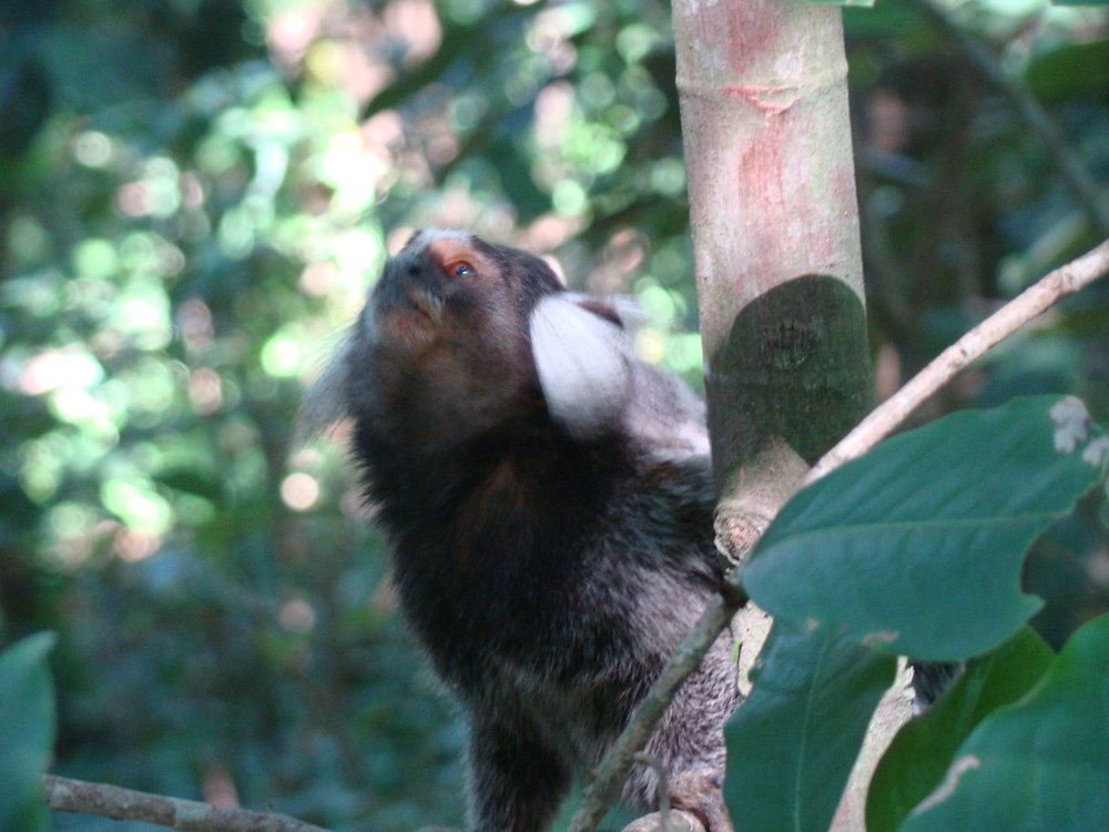 Фотография автора OSMIR ZANETTE