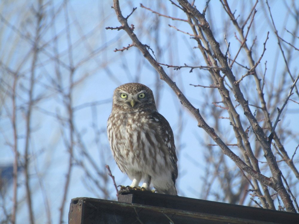 Photograph by Сергей Яценко