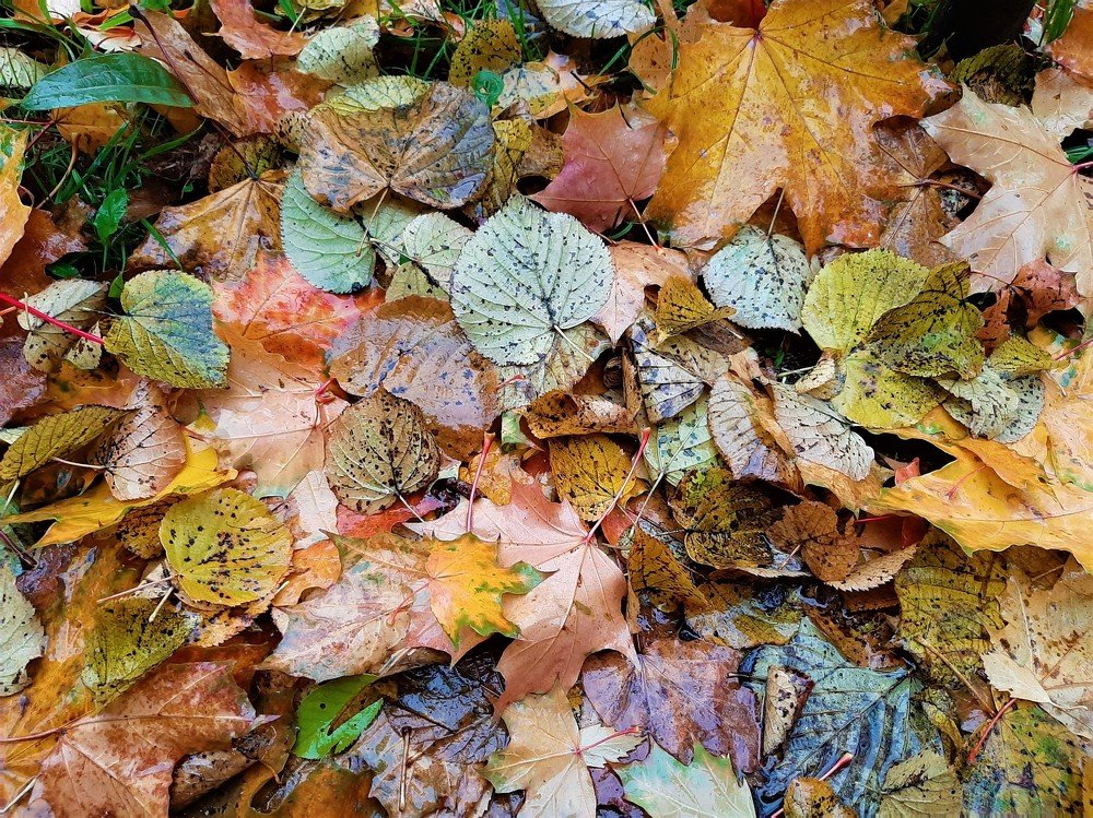 Цвета осени