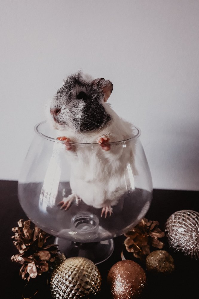 Фотография автора Ksenia Rososhek