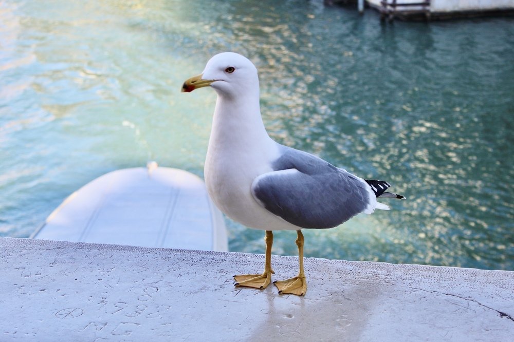 A seagull in Venice