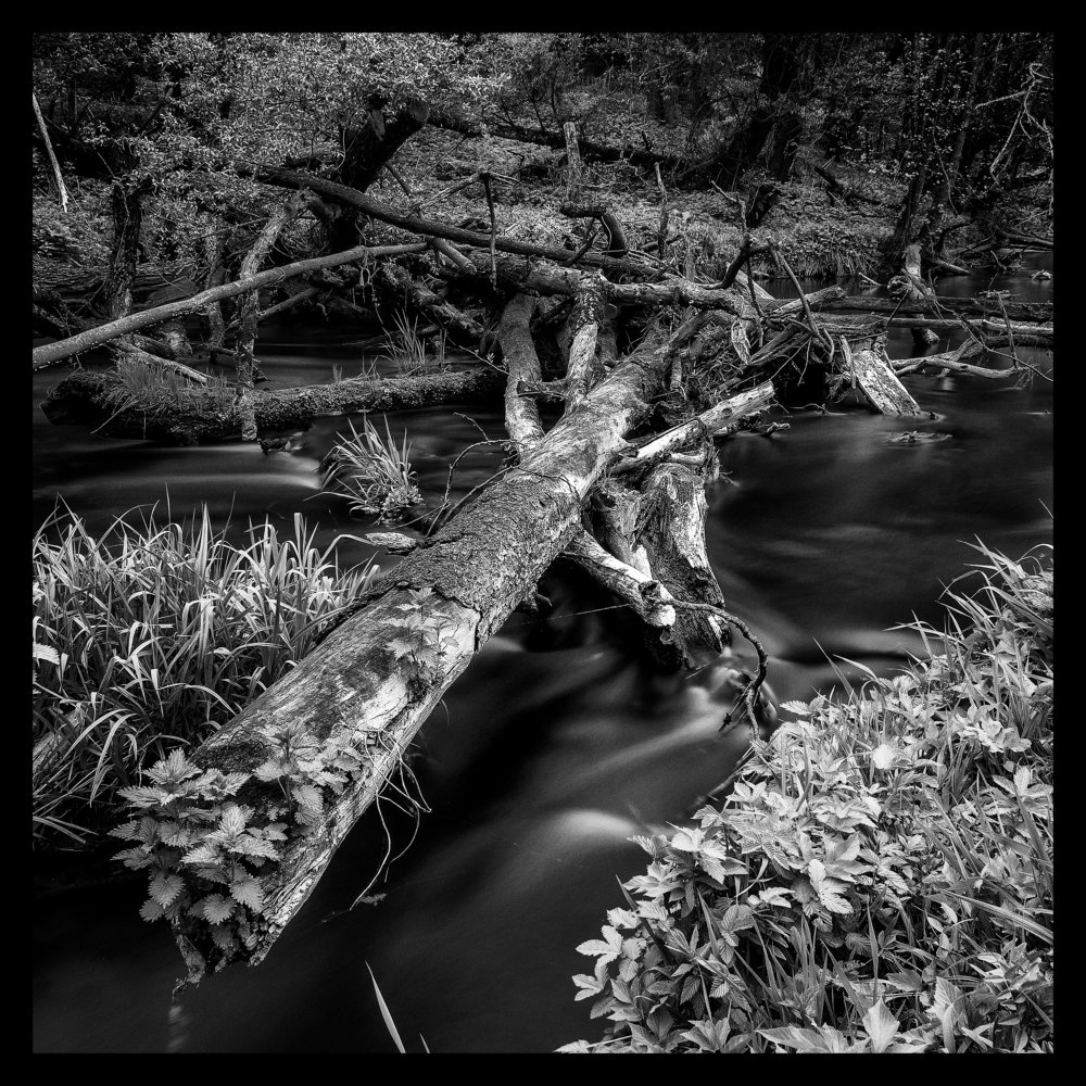 Лесной ручей