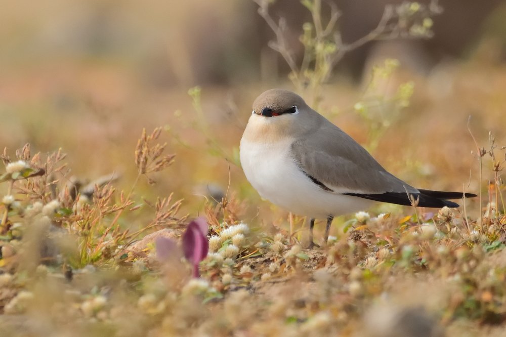 Photograph by Abhishek Kumar