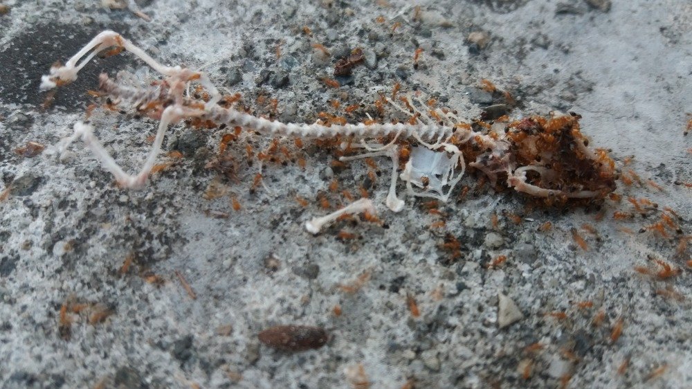 Photo #4129986