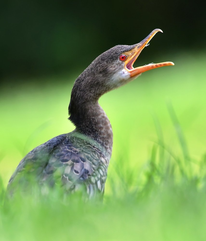 Photograph by Rabie Atlas