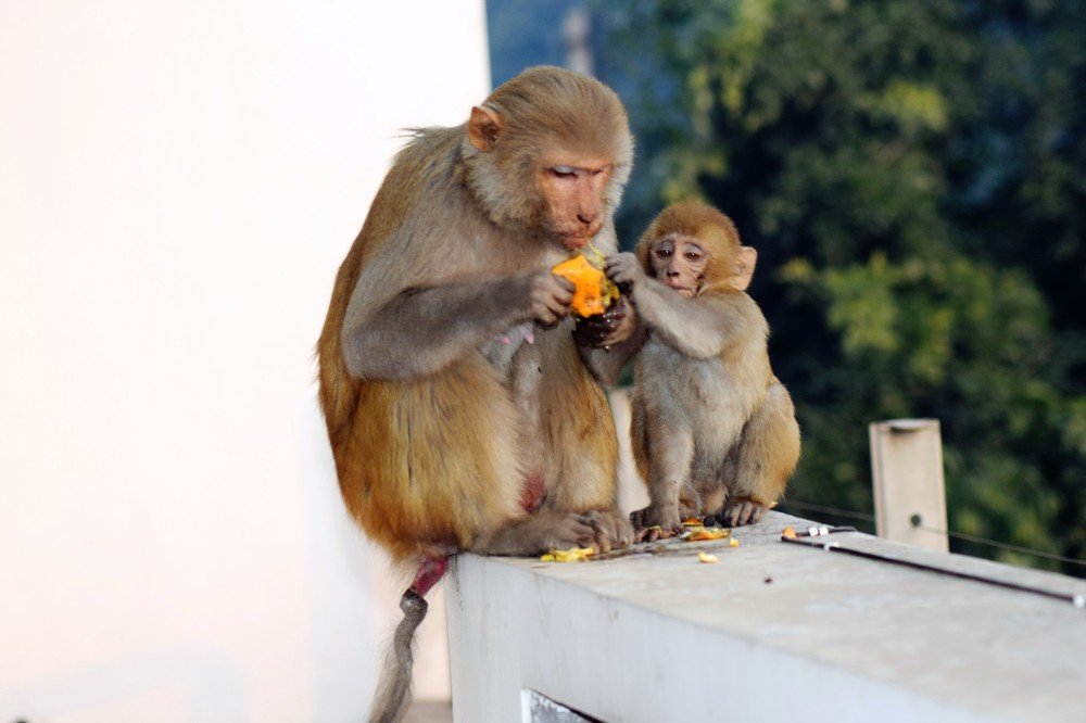 Photograph by Rajeev Sinha