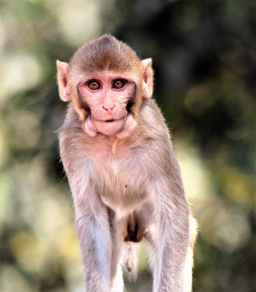 Photograph by Rajeev Sinha