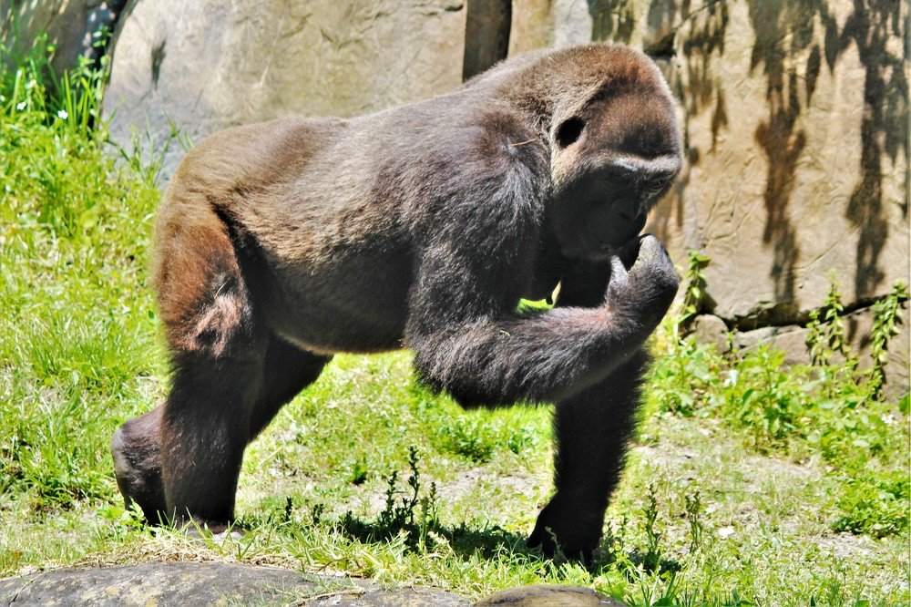 Фотография автора OSMIR ZANETTE