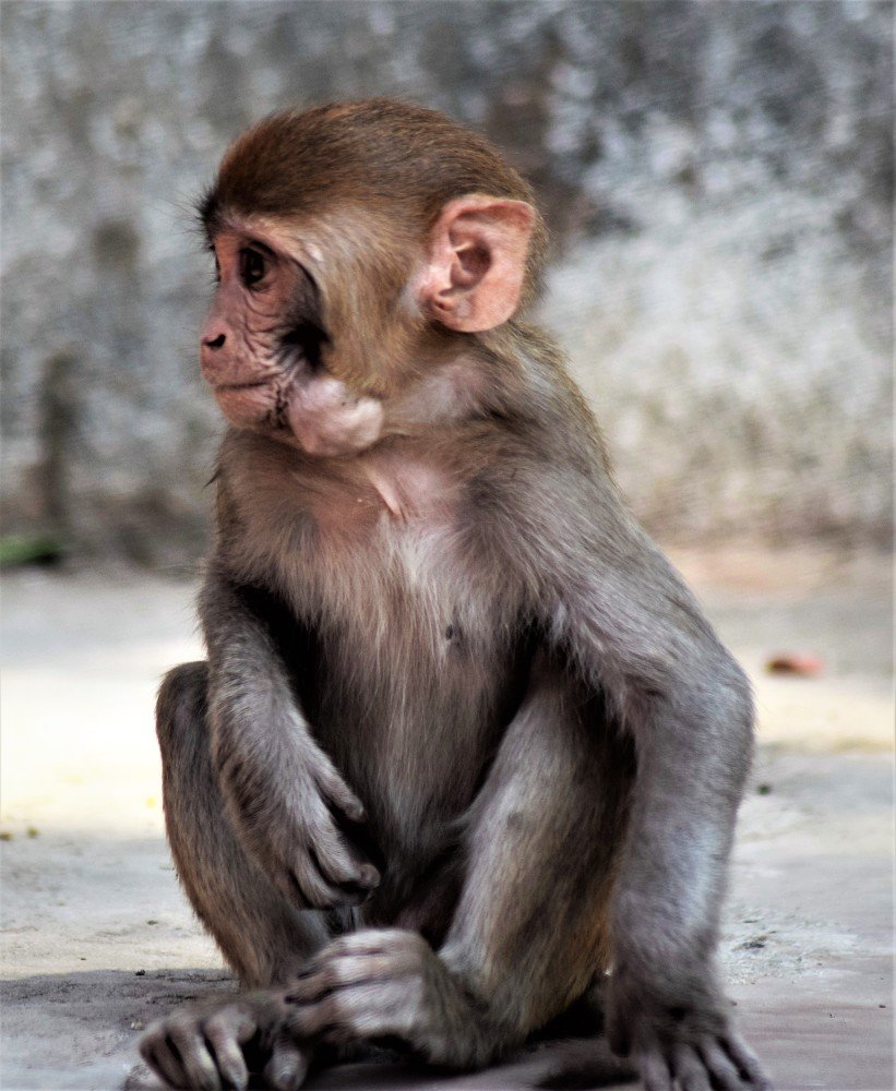 Photograph by Rajeev Sinha