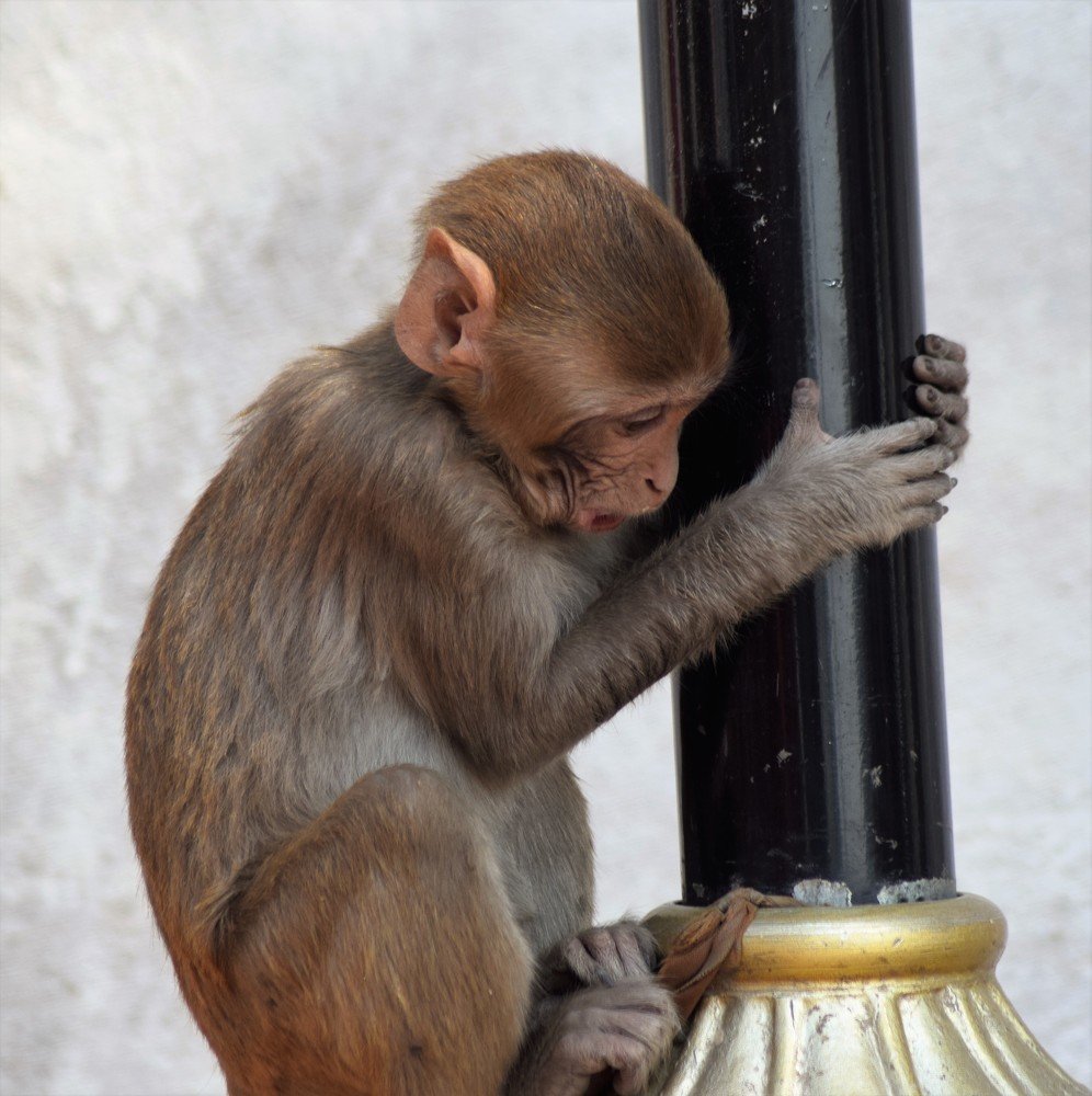 Photograph by Rajeev Sinha