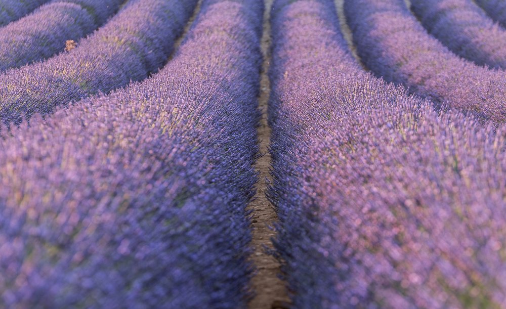 Photograph by Larisa Cekanaviсa