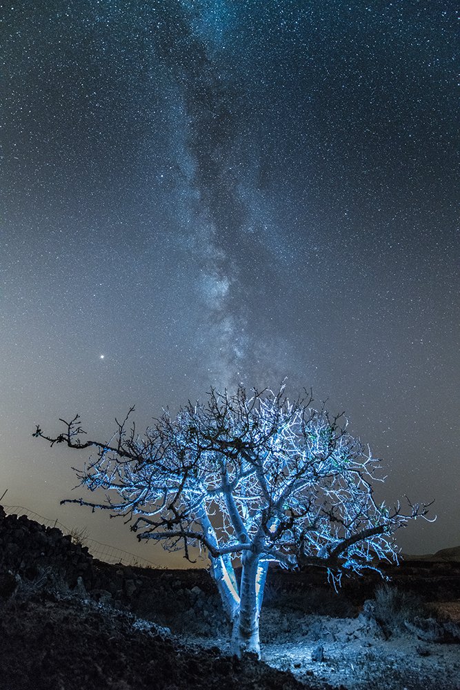 Alimento para la Higuera